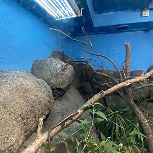 Western girdled lizard exhibit 040324