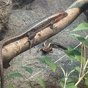 Western girdled lizards 040324