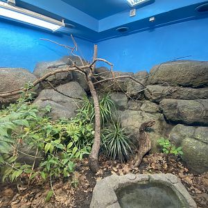Western girdled lizard exhibit 040324