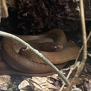 Banded/Central African egg-eating snake 040324