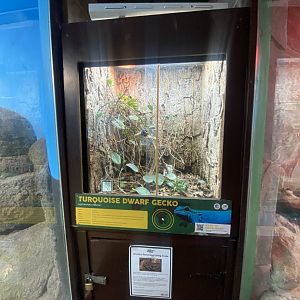 Exhibit for Banded egg-eating snake/Williams’ electric blue gecko 040324