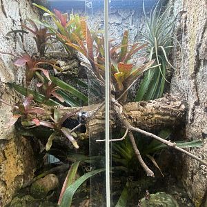 Maranon poison frog exhibit 040324