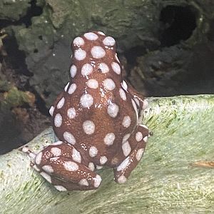 Maranon poison frog 040324