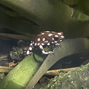 Maranon poison frog 040324