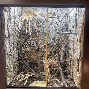 Arizona mountain kingsnake exhibit 040324