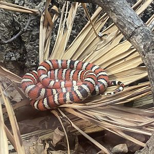 Arizona mountain kingsnake 040324