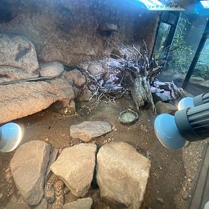 Gila monster exhibit 040324