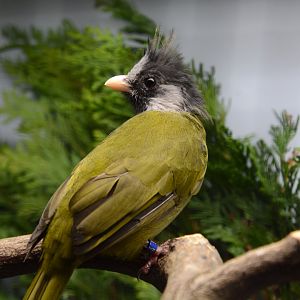 Crested finchbill (Spizixos canifrons)