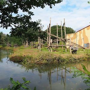 Chimpanzee island, 2023-08-15