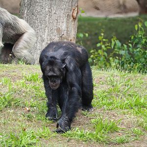 Chimpanzee (Pan troglodytes), 2023-08-15