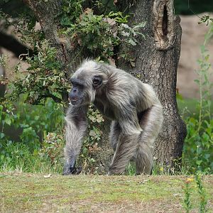 Grey Chimpanzee (Pan troglodytes), 2023-08-15