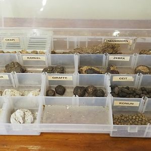 Dried poop samples in education building, 2023-08-15