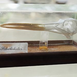 Eurasian oystercatcher skull in education building, 2023-08-15