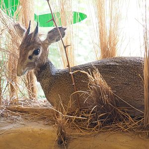 Kirk's dik-dik taxidermy mount in education building, 2023-08-15