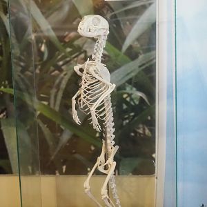 Standing meerkat skeleton in education building, 2023-08-15