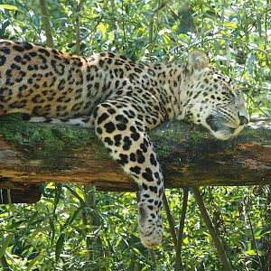 Persian leopard (Panthera pardus tulliana), 2023-08-15