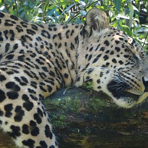 Persian leopard (Panthera pardus tulliana), 2023-08-15