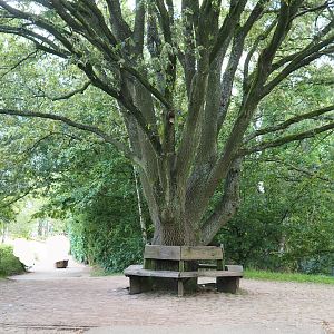 Bench around oak tree, 2023-08-15