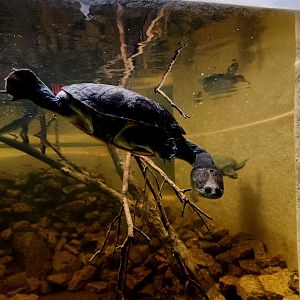 Northern Snake-Necked Turtle (Chelodina rugosa) and Male Fly River Turtle (Carettochelys insculpta)