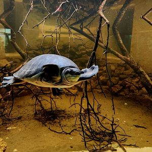 Female Fly River Turtle (Carettochelys insculpta)