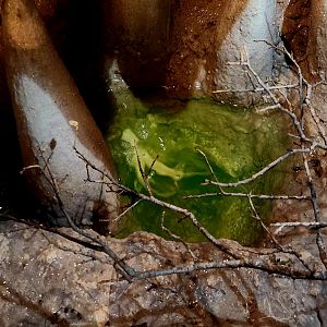 Albino Axolotls (Ambystoma mexicanum)