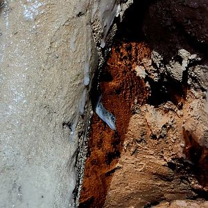 Western Cliff Anole (Anolis bartschi)