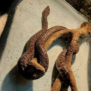 Cuban Boa (Chilabothrus angulifer)