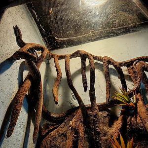 Cuban Boa (Chilabothrus angulifer)