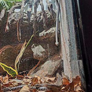 Bahamian Boas (Chilabothrus strigilatus)