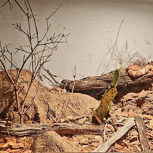 Reptilandia Reptile Lagoon - Broad-Banded Copperhead Exhibit