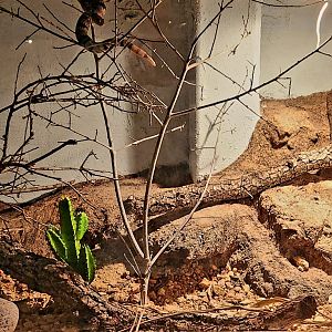 Reptilandia Reptile Lagoon - Rock Rattlesnake Exhibit