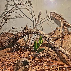 Reptilandia Reptile Lagoon - Desert Massasauga Exhibit
