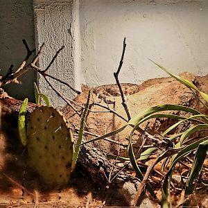 Reptilandia Reptile Lagoon - Rock Rattlesnake Exhibit