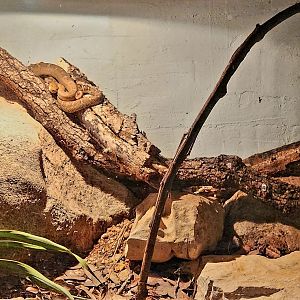 Reptilandia Reptile Lagoon - Western Chihuahuan Ridge-Nosed Rattlesnake Exhibit