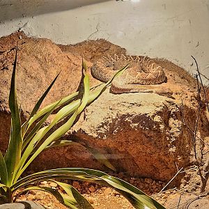 Reptilandia Reptile Lagoon - Mexican West Coast Rattlesnake Exhibit