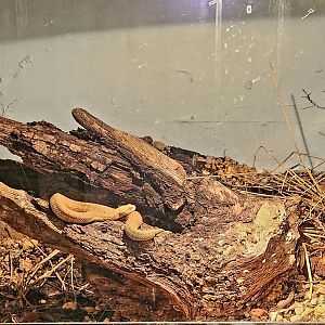 Reptilandia Reptile Lagoon - Milos Viper Exhibit