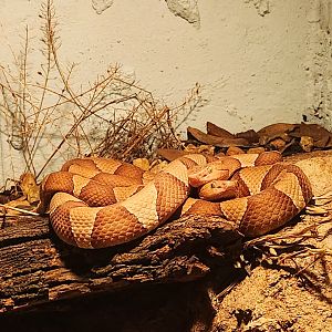 Broad-Banded Copperheads (Agkistrodon laticinctus)