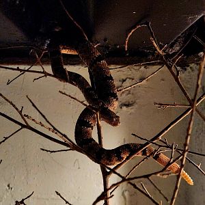 Rock Rattlesnake (Crotalus lepidus)