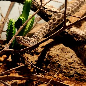 Desert Massasauga (Sistrurus tergeminus edwardsii)