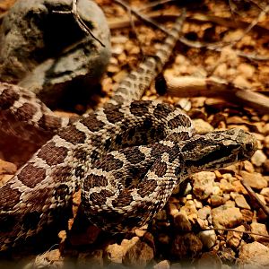 Desert Massasauga (Sistrurus tergeminus edwardsii)