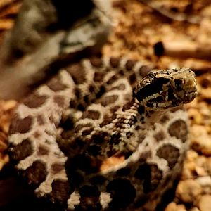Desert Massasauga (Sistrurus tergeminus edwardsii)