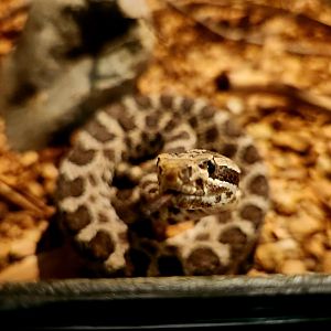 Desert Massasauga (Sistrurus tergeminus edwardsii)