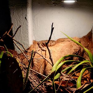 Rock Rattlesnake (Crotalus lepidus)