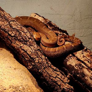 Western Chihuahuan Ridge-Nosed Rattlesnake (Crotalus willardi simus)
