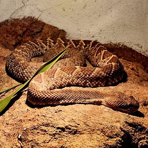 Mexican West Coast Rattlesnake (Crotalus basiliscus)