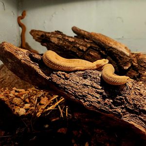 Milos Vipers (Macrovipera lebetinus schweizeri)