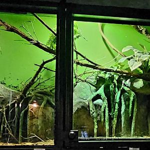 Reptilandia Reptile Lagoon - Scrub Python Exhibit