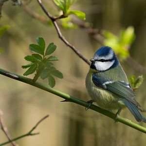 Eurasian Blue tit (wild), UK