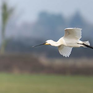 Eurasian Spoonbill (wild), WWT Slimbridge, UK