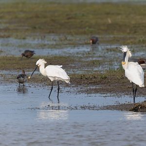 Eurasian Spoonbills (wild), WWT Slimbridge, UK